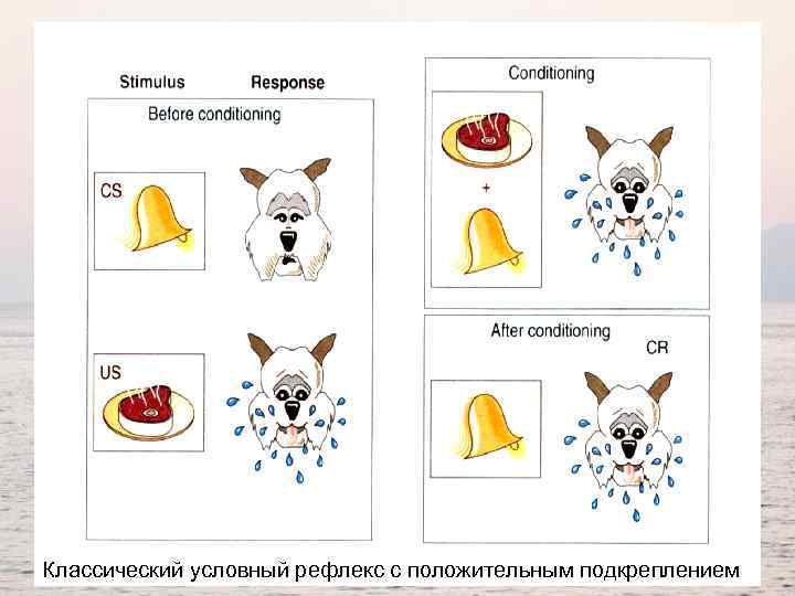 Классический условный рефлекс с положительным подкреплением 