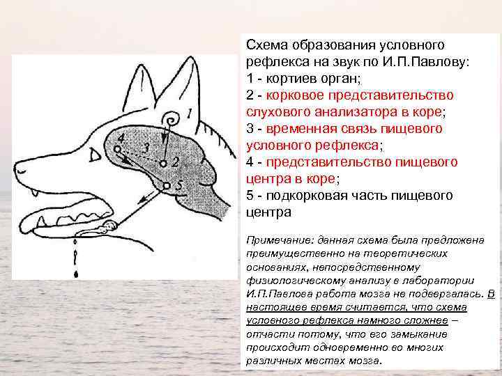 Схема образования условного рефлекса на звук по И. П. Павлову: 1 - кортиев орган;