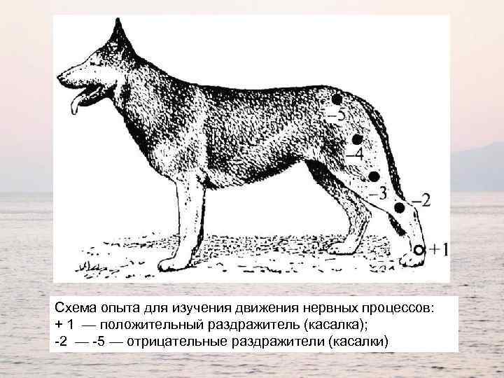 Схема опыта для изучения движения нервных процессов: + 1 — положительный раздражитель (касалка); -2