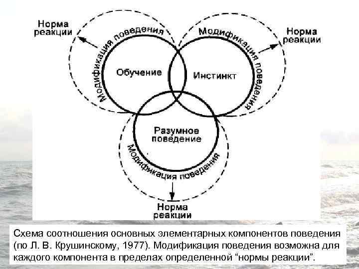 Схема соотношения основных элементарных компонентов поведения (по Л. В. Крушинскому, 1977). Модификация поведения возможна