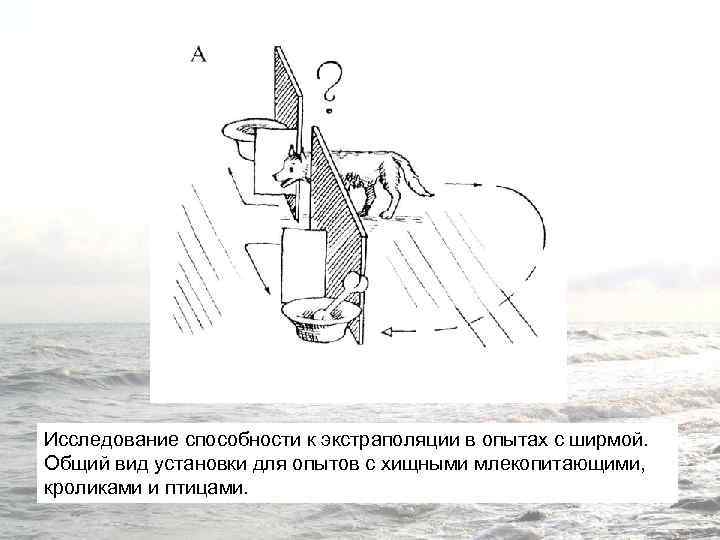 Исследование способности к экстраполяции в опытах с ширмой. Общий вид установки для опытов с