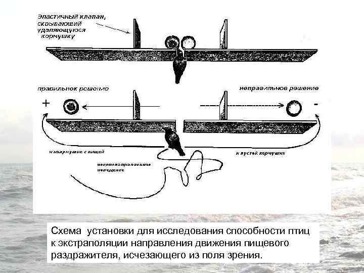 Схема установки для исследования способности птиц к экстраполяции направления движения пищевого раздражителя, исчезающего из
