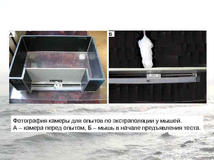 A Б Фотография камеры для опытов по экстраполяции у мышей. А – камера перед