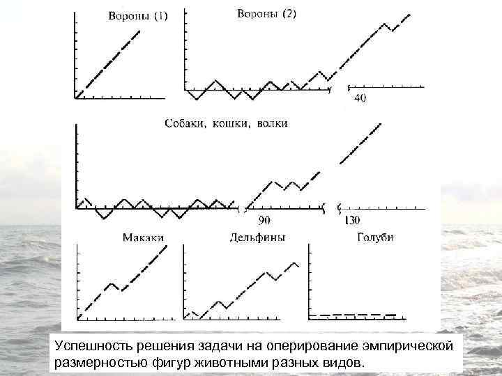 Успешность решения задачи на оперирование эмпирической размерностью фигур животными разных видов. 
