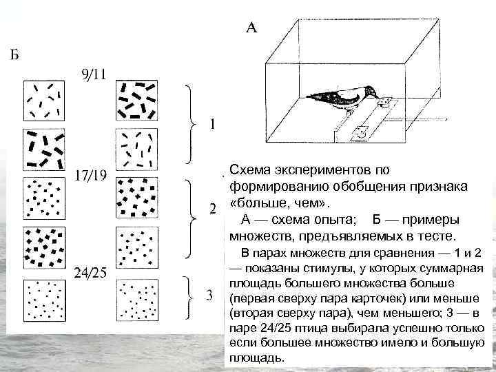 Схема экспериментов по формированию обобщения признака «больше, чем» . А — схема опыта; Б
