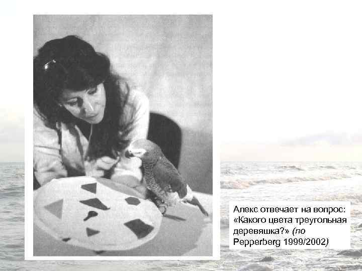 Алекс отвечает на вопрос: «Какого цвета треугольная деревяшка? » (по Pepperberg 1999/2002) 