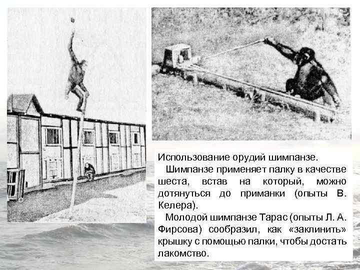 Использование орудий шимпанзе. Шимпанзе применяет палку в качестве шеста, встав на который, можно дотянуться