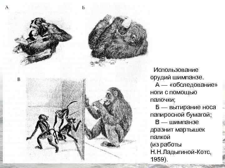 Использование орудий шимпанзе. А — «обследование» ноги с помощью палочки; Б — вытирание носа
