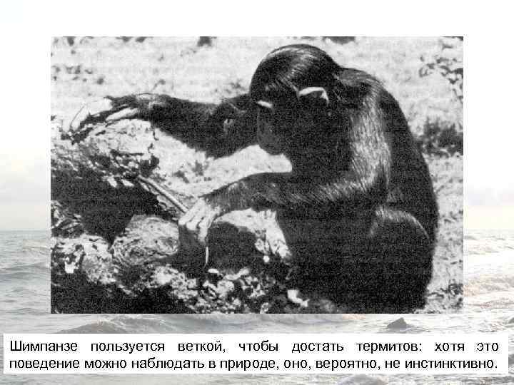Шимпанзе пользуется веткой, чтобы достать термитов: хотя это поведение можно наблюдать в природе, оно,