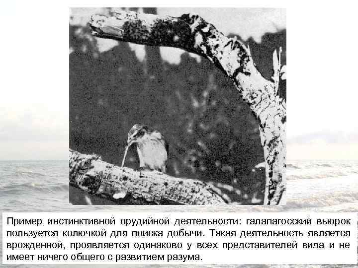 Пример инстинктивной орудийной деятельности: галапагосский вьюрок пользуется колючкой для поиска добычи. Такая деятельность является
