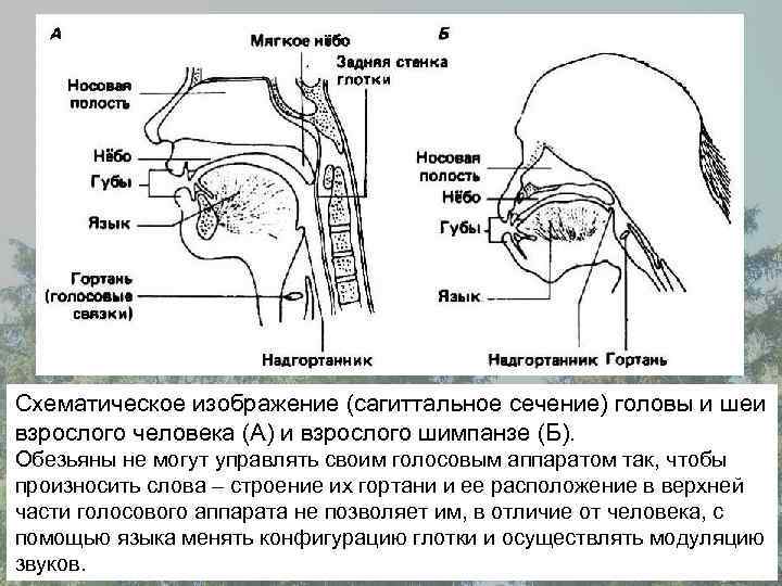 Схематическое изображение (сагиттальное сечение) головы и шеи взрослого человека (А) и взрослого шимпанзе (Б).