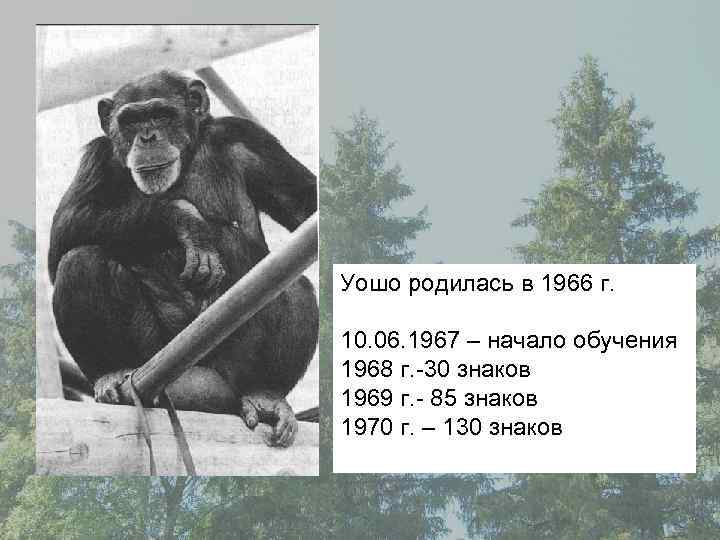 Уошо родилась в 1966 г. 10. 06. 1967 – начало обучения 1968 г. -30