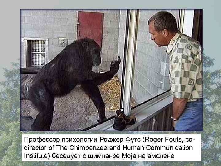 Профессор психологии Роджер Футс (Roger Fouts, codirector of The Chimpanzee and Human Communication Institute)