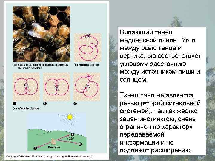 Виляющий танец медоносной пчелы. Угол между осью танца и вертикалью соответствует угловому расстоянию между
