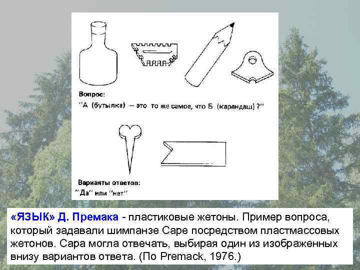  «ЯЗЫК» Д. Премака - пластиковые жетоны. Пример вопроса, который задавали шимпанзе Саре посредством