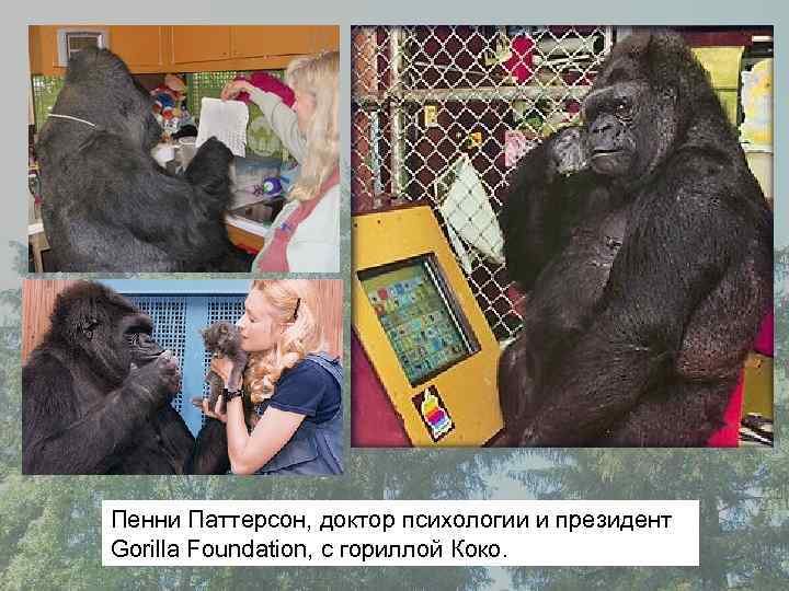 Пенни Паттерсон, доктор психологии и президент Gorilla Foundation, с гориллой Коко. 