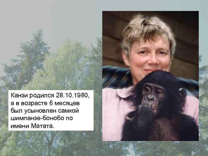 Канзи родился 28. 10. 1980, а в возрасте 6 месяцев был усыновлен самкой шимпанзе-бонобо