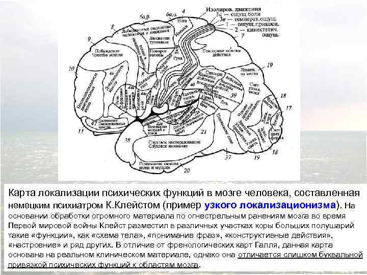 Карта локализации психических функций в мозге человека, составленная немецким психиатром К. Клейстом (пример узкого