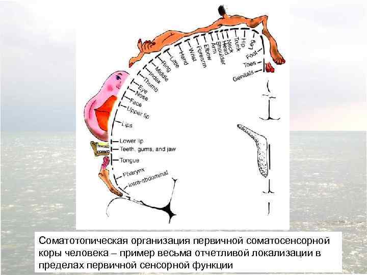 Соматотопическая организация первичной соматосенсорной коры человека – пример весьма отчетливой локализации в пределах первичной