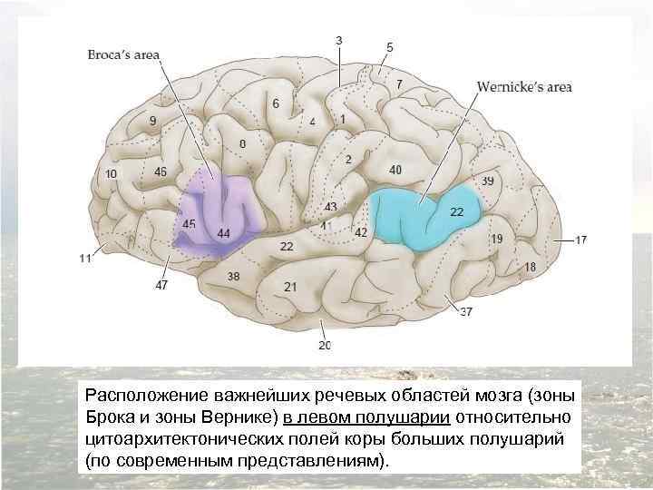 Расположение важнейших речевых областей мозга (зоны Брока и зоны Вернике) в левом полушарии относительно