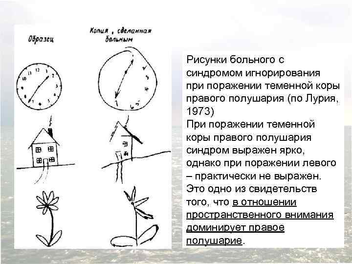 Рисунки больного с синдромом игнорирования при поражении теменной коры правого полушария (по Лурия, 1973)