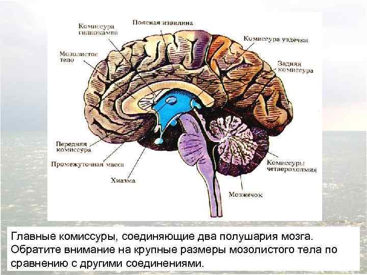 Главные комиссуры, соединяющие два полушария мозга. Обратите внимание на крупные размеры мозолистого тела по