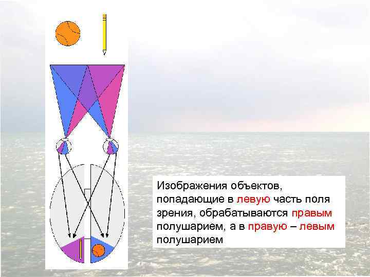 Изображения объектов, попадающие в левую часть поля зрения, обрабатываются правым полушарием, а в правую