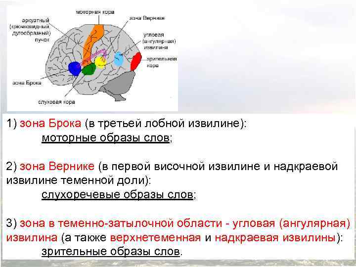 1) зона Брока (в третьей лобной извилине): моторные образы слов; 2) зона Вернике (в