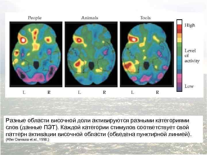 Разные области височной доли активируются разными категориями слов (данные ПЭТ). Каждой категории стимулов соответствует