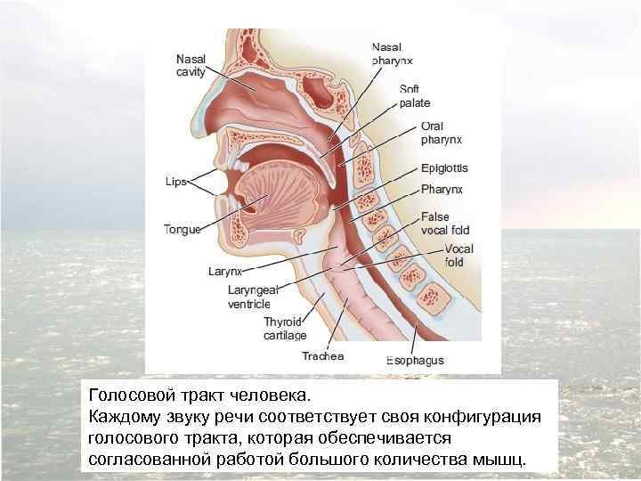 Голосовой тракт человека. Каждому звуку речи соответствует своя конфигурация голосового тракта, которая обеспечивается согласованной