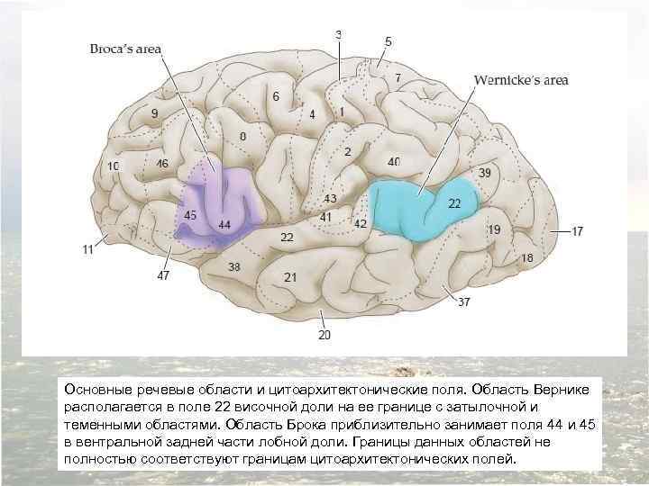 Основные речевые области и цитоархитектонические поля. Область Вернике располагается в поле 22 височной доли