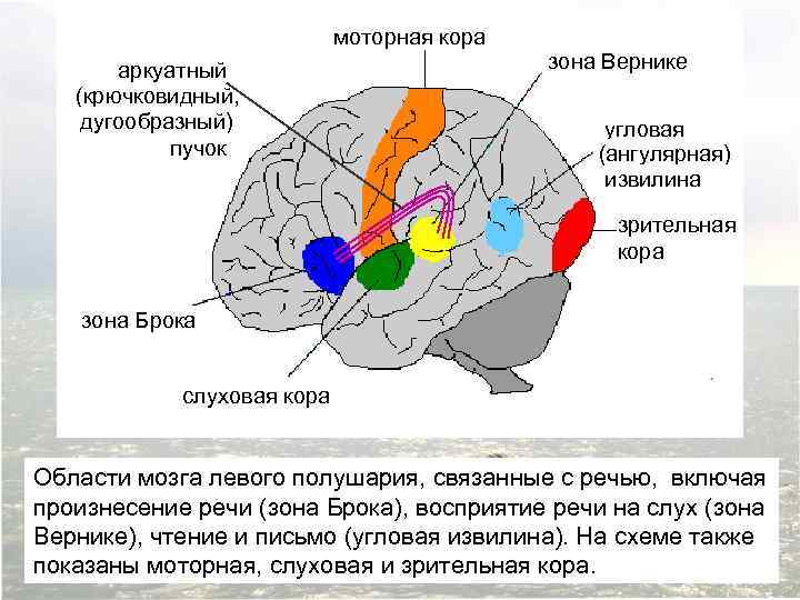 моторная кора аркуатный (крючковидный, дугообразный) пучок зона Вернике угловая (ангулярная) извилина зрительная кора зона