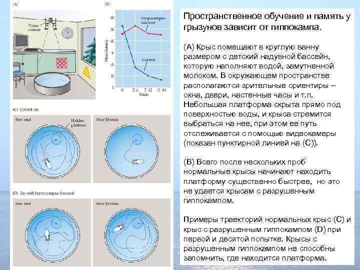 Пространственное обучение и память у грызунов зависит от гиппокампа. (A) Крыс помещают в круглую