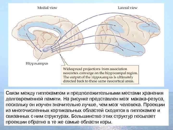 Связи между гиппокампом и предположительными местами хранения долговременной памяти. На рисунке представлен мозг макака-резуса,