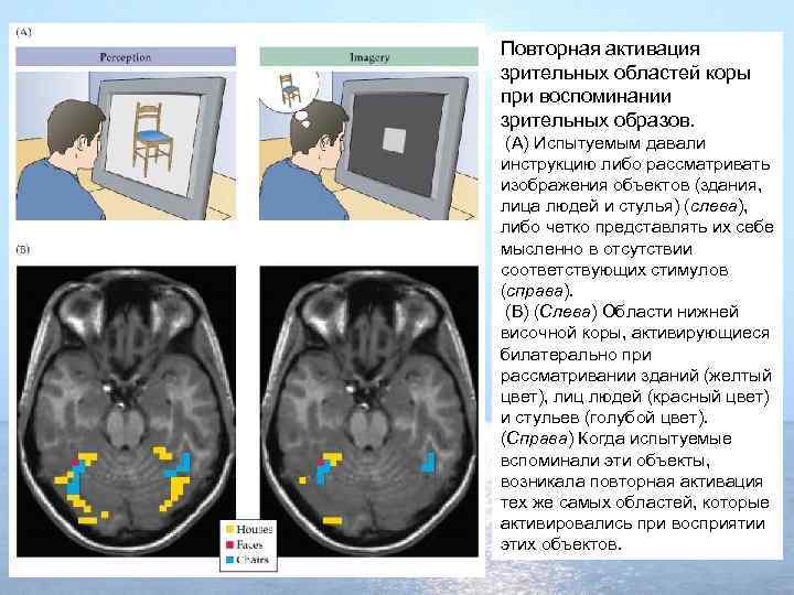 Повторная активация зрительных областей коры при воспоминании зрительных образов. (A) Испытуемым давали инструкцию либо