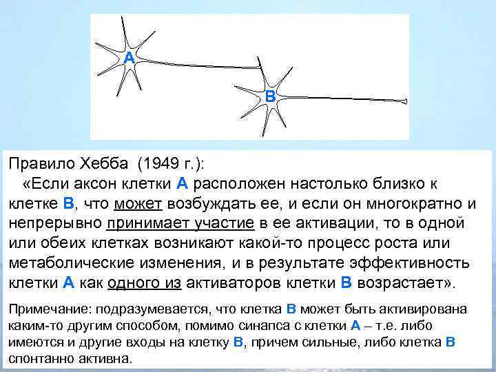 A B Правило Хебба (1949 г. ): «Если аксон клетки А расположен настолько близко