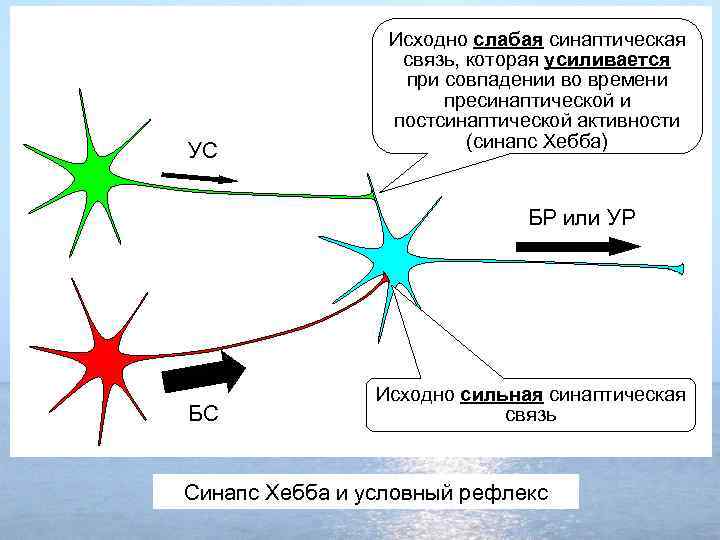 УС Исходно слабая синаптическая связь, которая усиливается при совпадении во времени пресинаптической и постсинаптической