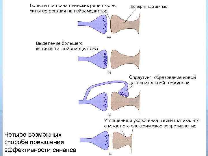 Больше постсинаптических рецепторов, сильнее реакция на нейромедиатор Дендритный шипик Выделение большего количества нейромедиатора Спраутинг: