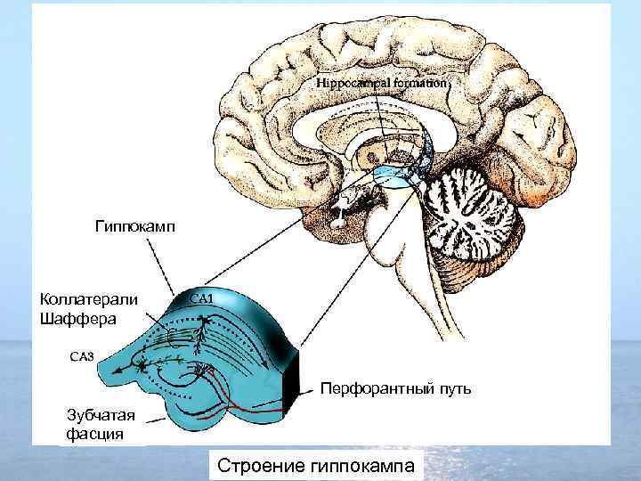 Гиппокамп Коллатерали Шаффера Перфорантный путь Зубчатая фасция Строение гиппокампа 