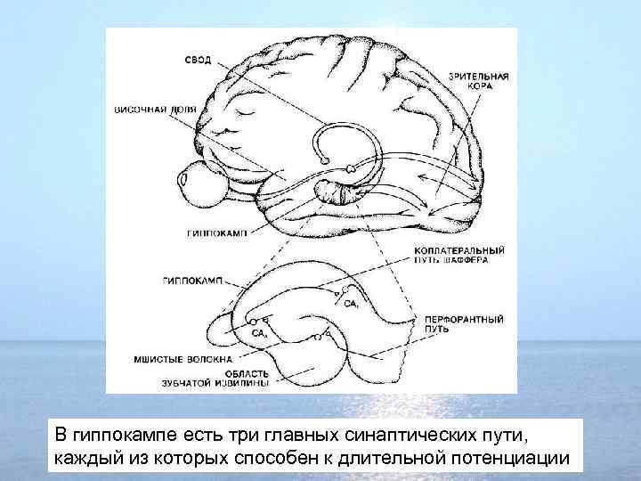 В гиппокампе есть три главных синаптических пути, каждый из которых способен к длительной потенциации