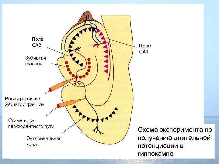 Поле CA 3 Поле CA 1 Зубчатая фасция Регистрация из зубчатой фасции Стимуляция перфорантного