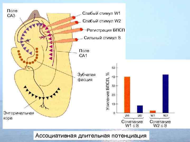 Поле CA 3 Слабый стимул W 1 Слабый стимул W 2 Регистрация ВПСП Сильный