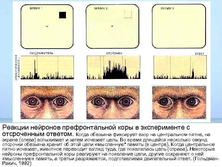 Реакции нейронов префронтальной коры в эксперименте с отсроченным ответом. Когда обезьяна фиксирует взор на