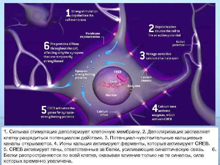 1. Сильная стимуляция деполяризует клеточную мембрану. 2. Деполяризация заставляет клетку разрядиться потенциалом действия. 3.