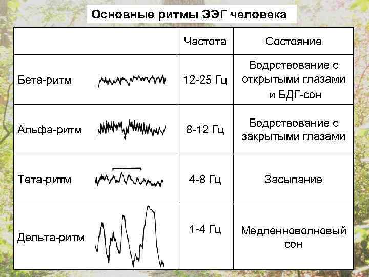Основные ритмы ЭЭГ человека Частота Состояние 12 -25 Гц Бодрствование с открытыми глазами и