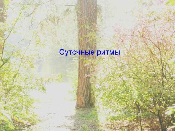 Суточные ритмы 