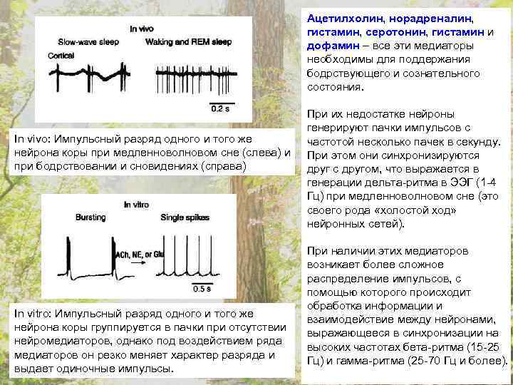 Ацетилхолин, норадреналин, гистамин, серотонин, гистамин и дофамин – все эти медиаторы необходимы для поддержания