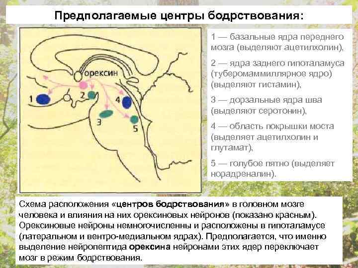 Предполагаемые центры бодрствования: 1 — базальные ядра переднего мозга (выделяют ацетилхолин), 2 — ядра