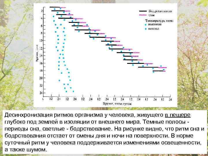 Десинхронизация ритмов организма у человека, живущего в пещере глубоко под землей в изоляции от