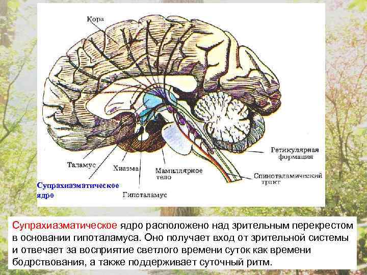 Супрахиазматическое ядро расположено над зрительным перекрестом в основании гипоталамуса. Оно получает вход от зрительной